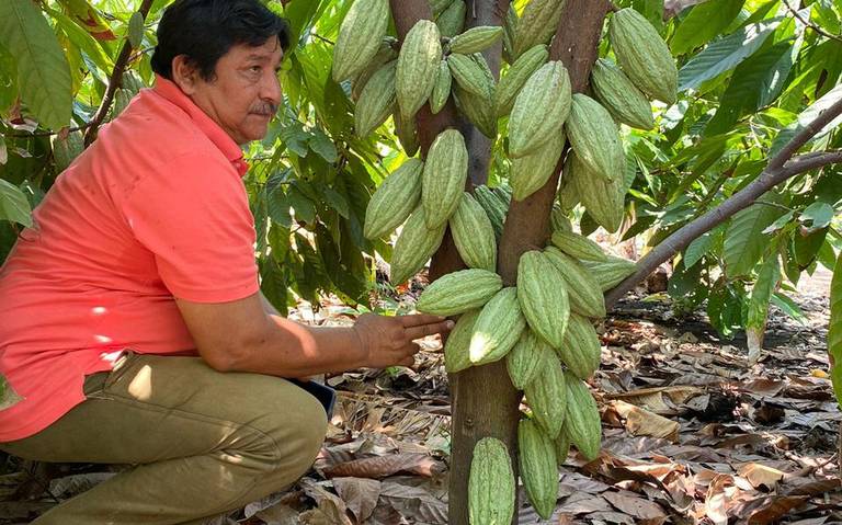 ECUADOR SET TO OVERTAKE GHANA AS WORLD’S SECOND LARGEST COCOA PRODUCER
