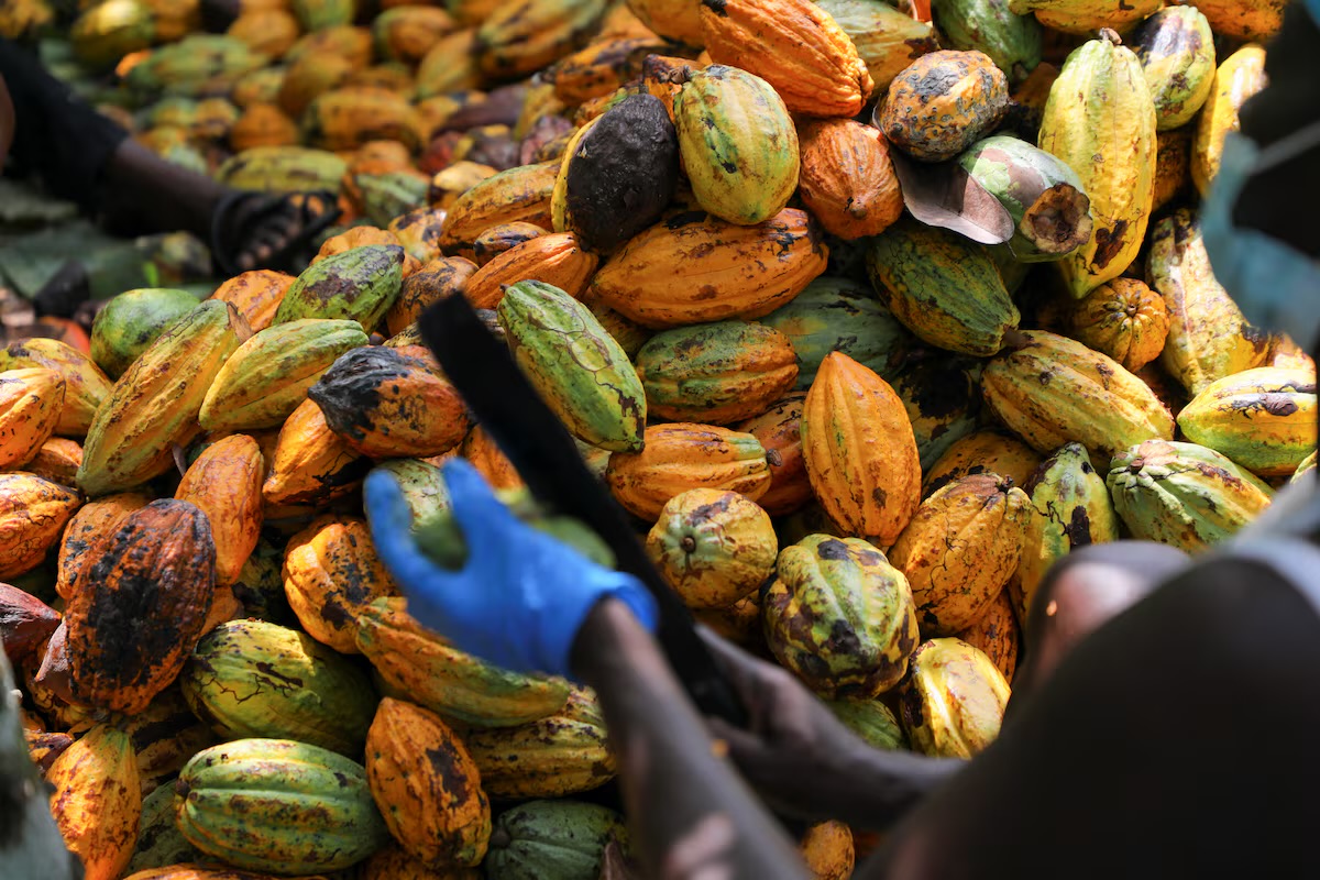 GHANA’S COCOA: EXPORTING THE SEEDS, LOSING THE WEALTH