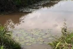 AJIRIBA COMMUNITY APPEALS FOR POTABLE WATER AMID HEALTH RISKS AJIRIBA COMMUNITY APPEALS FOR POTABLE WATER AMID HEALTH RISKS